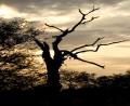 African tree