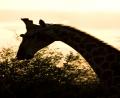sunset Giraffe