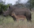 white Rhino & Impala