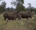 White Rhinos