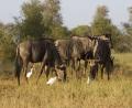morning Wilderbeest