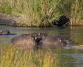 happy Hippos