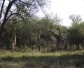 big Giraffe family