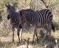 more mad stripes