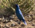 Cape Glossy Starling