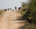 troop of Chacma Baboons