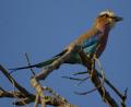 unknown but pretty bird!!