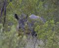 last Rhino we saw