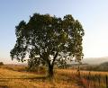 Mlilwane nature reserve