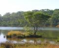 croc on island