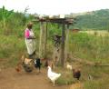 Celina & her chickens