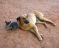 kitten & dog