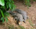 crocodile centre