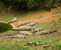 loads of crocs