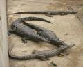 baby crocs