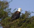 Africa Fish Eagle