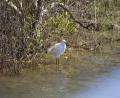 white bird