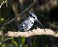 Pied Kingfisher