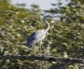 grey Heron