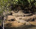 estuary crocs