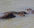 loads of hippos