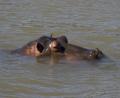 close up hippo