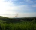 sugar cane fields