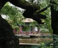 dragon-tree