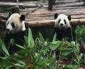 mr-and-mrs-panda