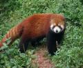 little-red-panda