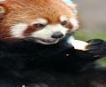 cute-red-panda