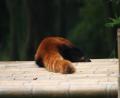 afternoon-nap