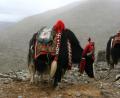 yak