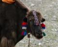 cuddly-yak