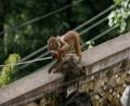 monkey-view-from-room-1