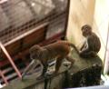 monkey-view-from-room-2