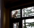 cheeky-monkey