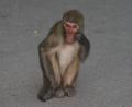 More-monkeys