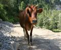 Mooo!!