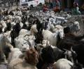 How-many-sheep?