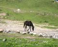 Semi-wild-horse