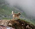 Happy-dog