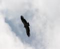 Close-up-eagle