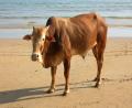 Happy-cow