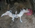 Cute-puppies
