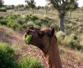 My-greedy-camel