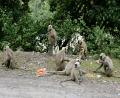 unfinished monkey business