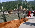 bridge traffic
