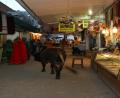 cow shopping!