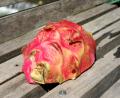 weird fruit